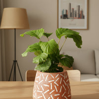 Calathea Orbifolia