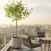 Lemon Tree Tall