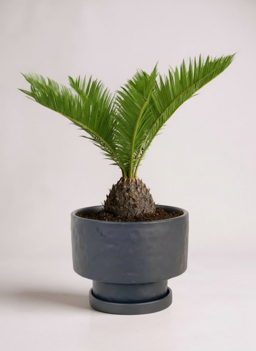 Sago Palm (0.3m)