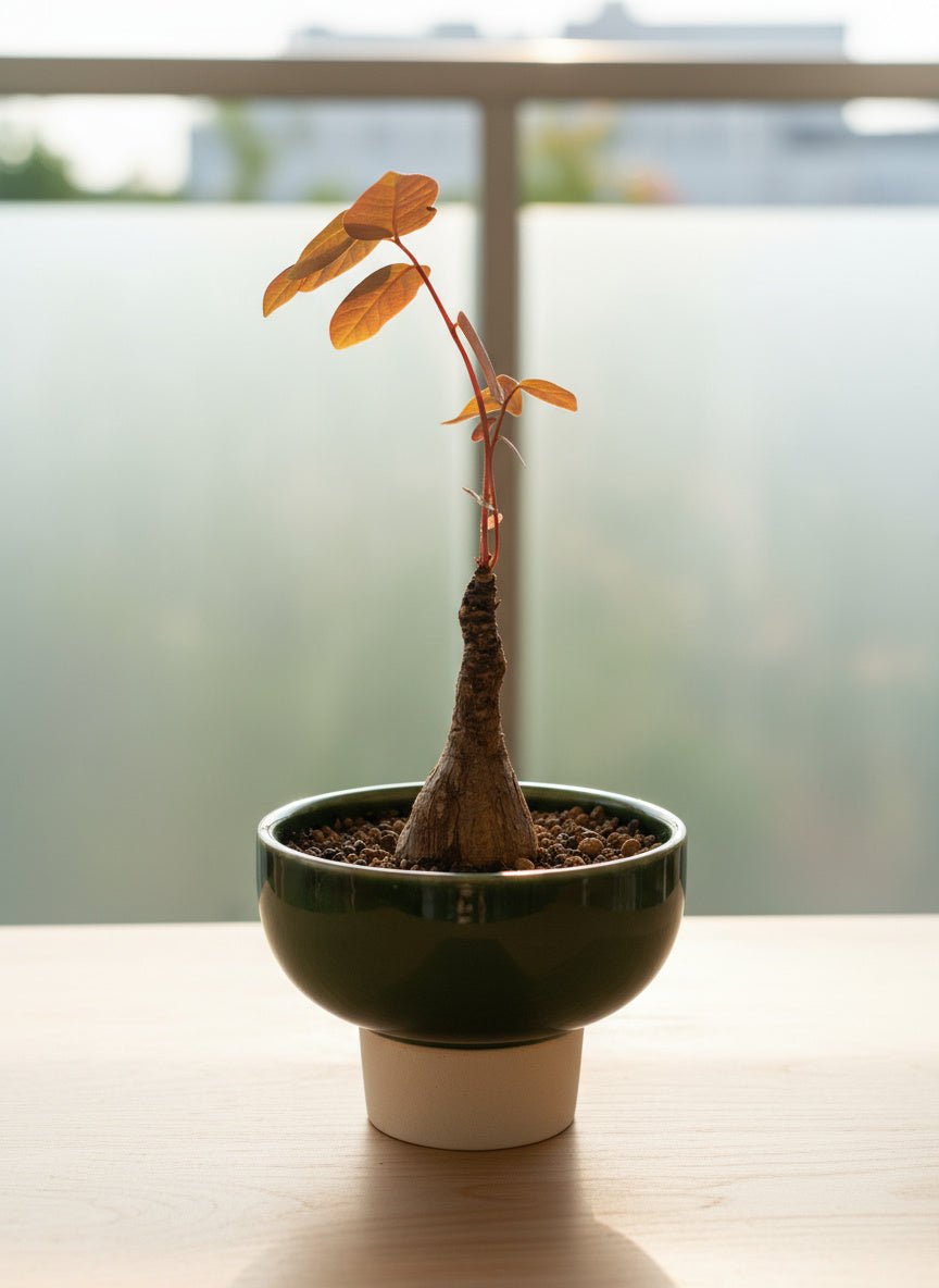Mirabilis (Japan) - Potted plant - POTT-MIRA-GRW-7455 - Tumbleweed Plants - Online Plant Delivery Singapore