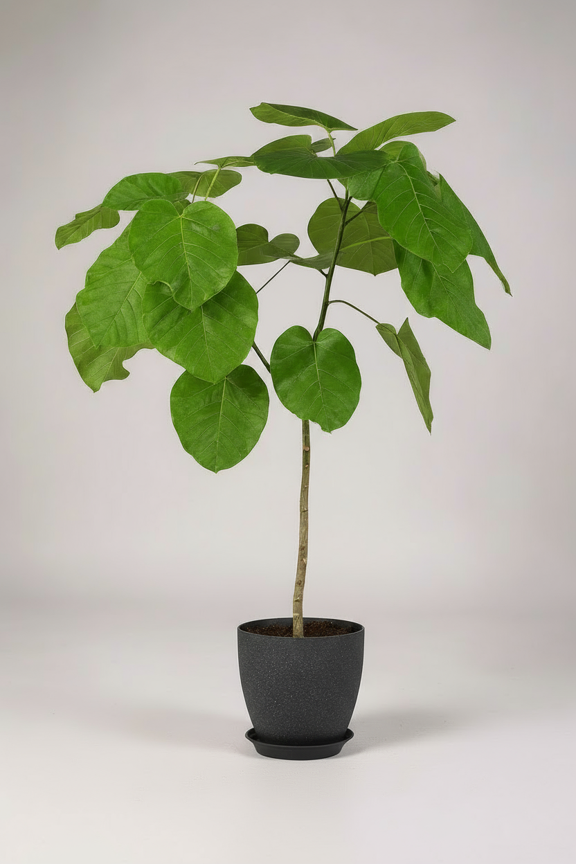 Ficus Umbellata Tree - Potted plant -  Tumbleweed Plants