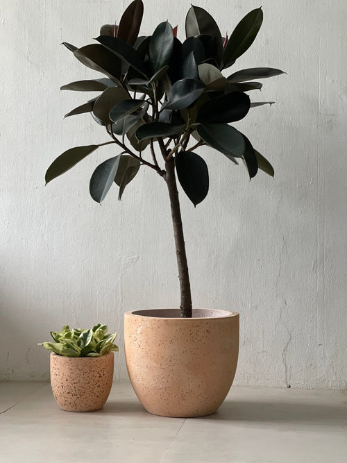 Earthy Duo - Potted plant - POTT - EART - 6652 - Tumbleweed Plants - Online Plant Delivery Singapore