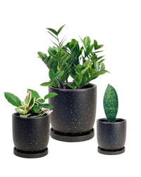 Easy Greens Trio - eloise planters/black (no repotting) - Potted plant - Tumbleweed Plants - Online Plant Delivery Singapore