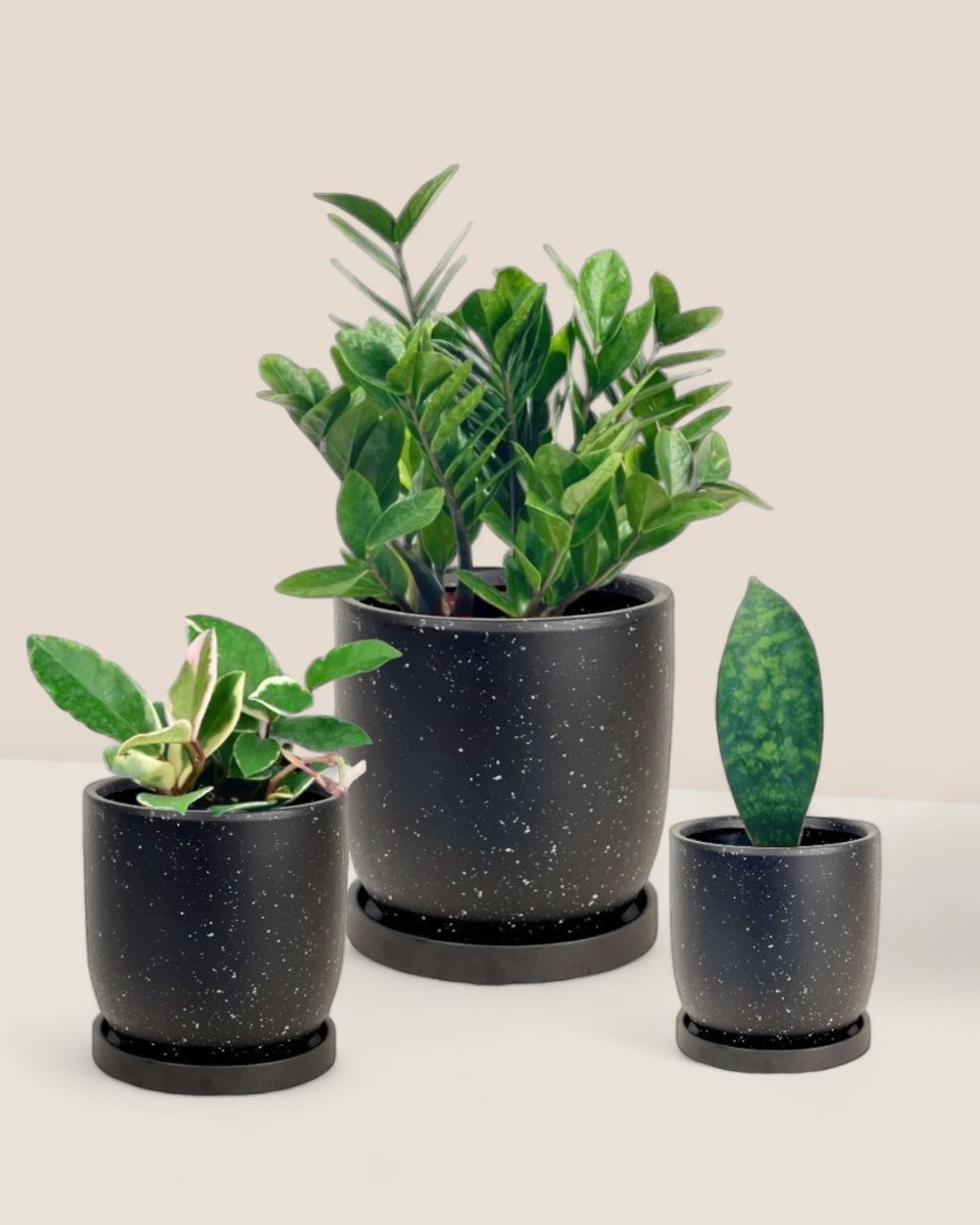 Easy Greens Trio - eloise planters/black (no repotting) - Potted plant - Tumbleweed Plants - Online Plant Delivery Singapore