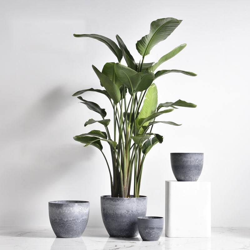 Easy Greens Trio (Floor Plants) - Potted plant - PROD - EASY - 6647 - Tumbleweed Plants - Online Plant Delivery Singapore