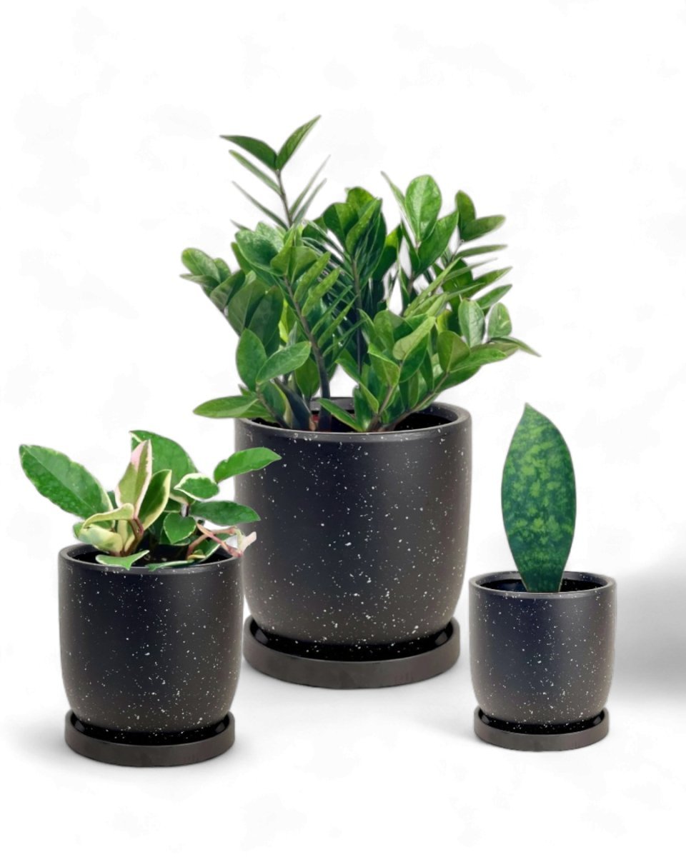 Easy Greens Trio - Potted plant - PROD - EASY - 6569 - Tumbleweed Plants - Online Plant Delivery Singapore