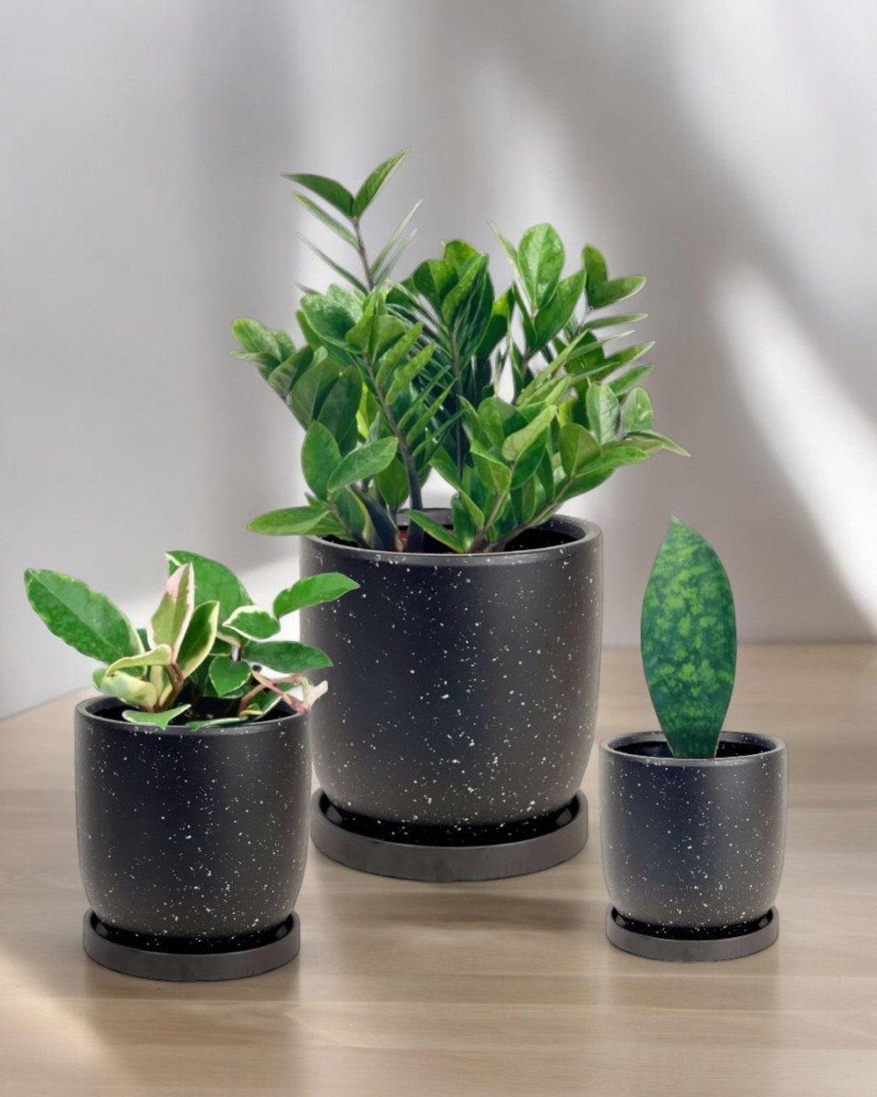 Easy Greens Trio - Potted plant - PROD - EASY - 6569 - Tumbleweed Plants - Online Plant Delivery Singapore