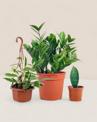 Easy Greens Trio - Potted plant - PROD - EASY - 6569 - Tumbleweed Plants - Online Plant Delivery Singapore