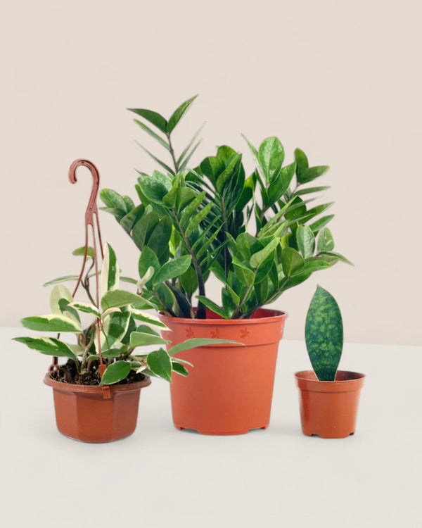 Easy Greens Trio - Potted plant - PROD - EASY - 6569 - Tumbleweed Plants - Online Plant Delivery Singapore