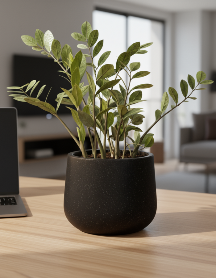 Zz Raven - Medium - Potted plant -  Tumbleweed Plants