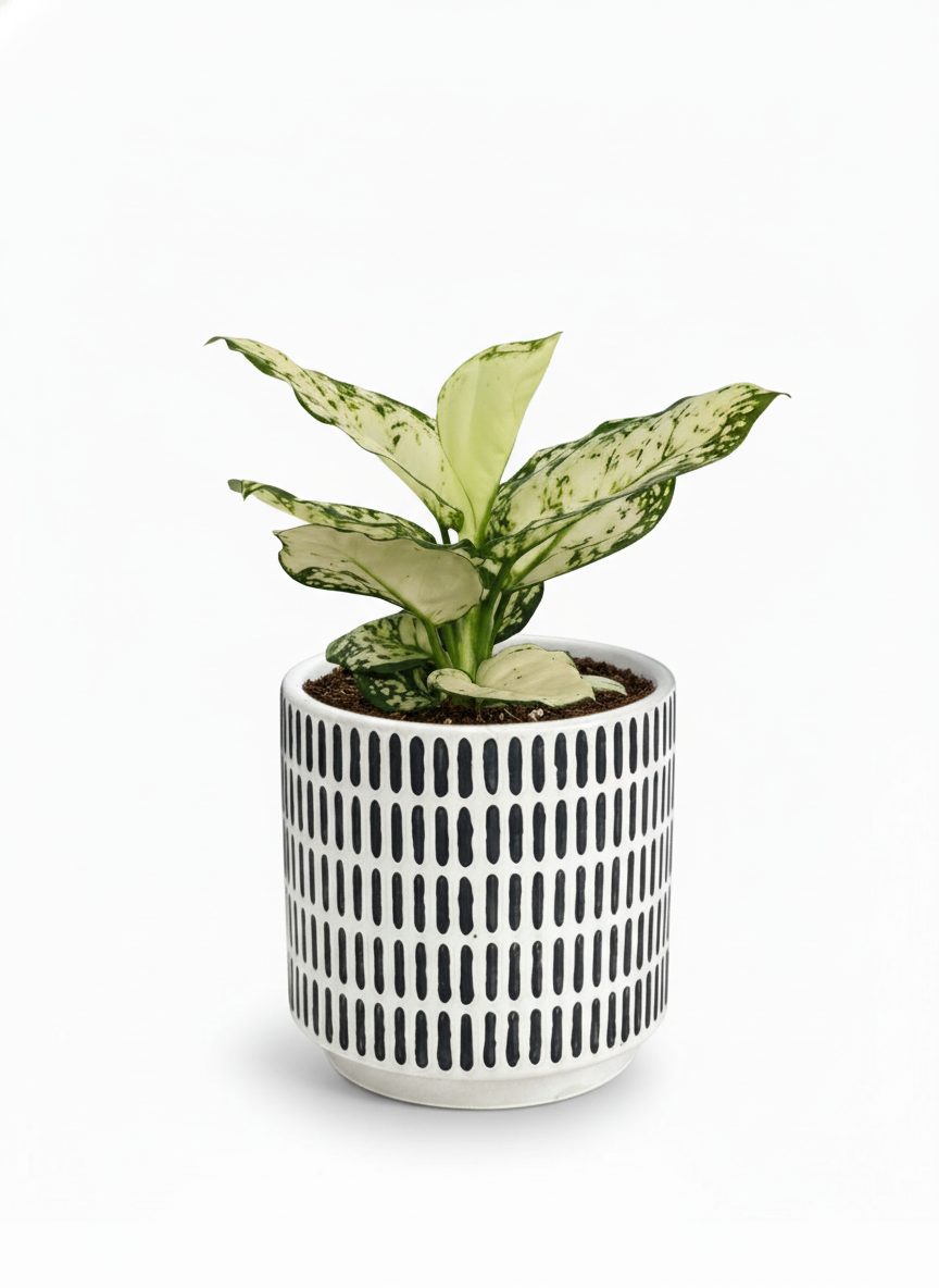 Aglaonema Snow White Plant