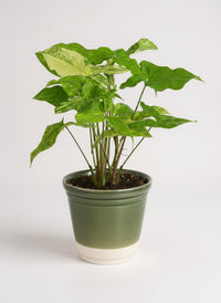Syngonium White Albo