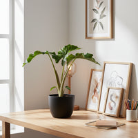 Alocasia Macrorrhizos ‘Lutea’