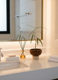 Bottle Tree Junior - Brachychiton Rupestris (Japan)