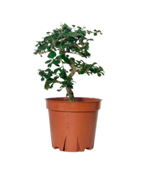 Ehretia Bonsai