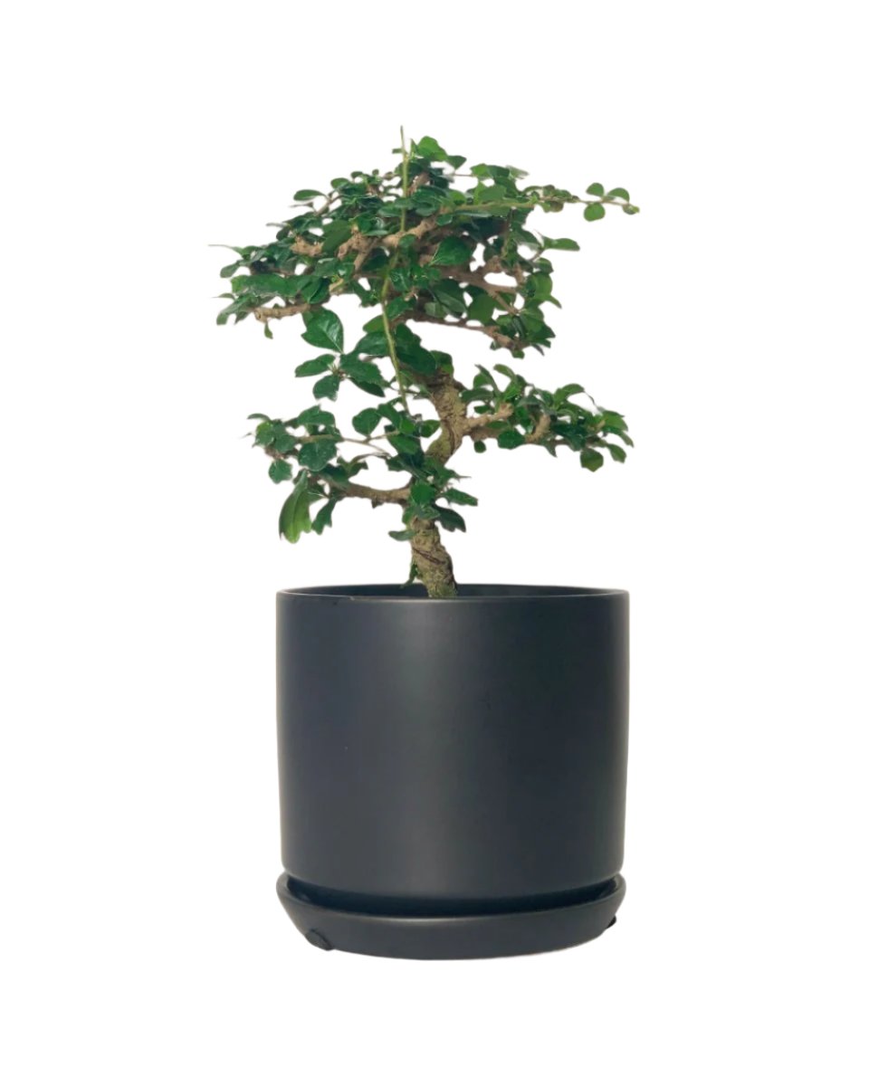 Ehretia Bonsai - little cylinder black with tray planter - Potted plant - Tumbleweed Plants - Online Plant Delivery Singapore