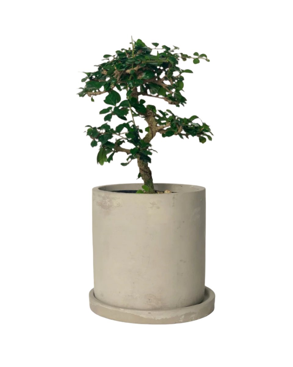 smoffy cement planter - round