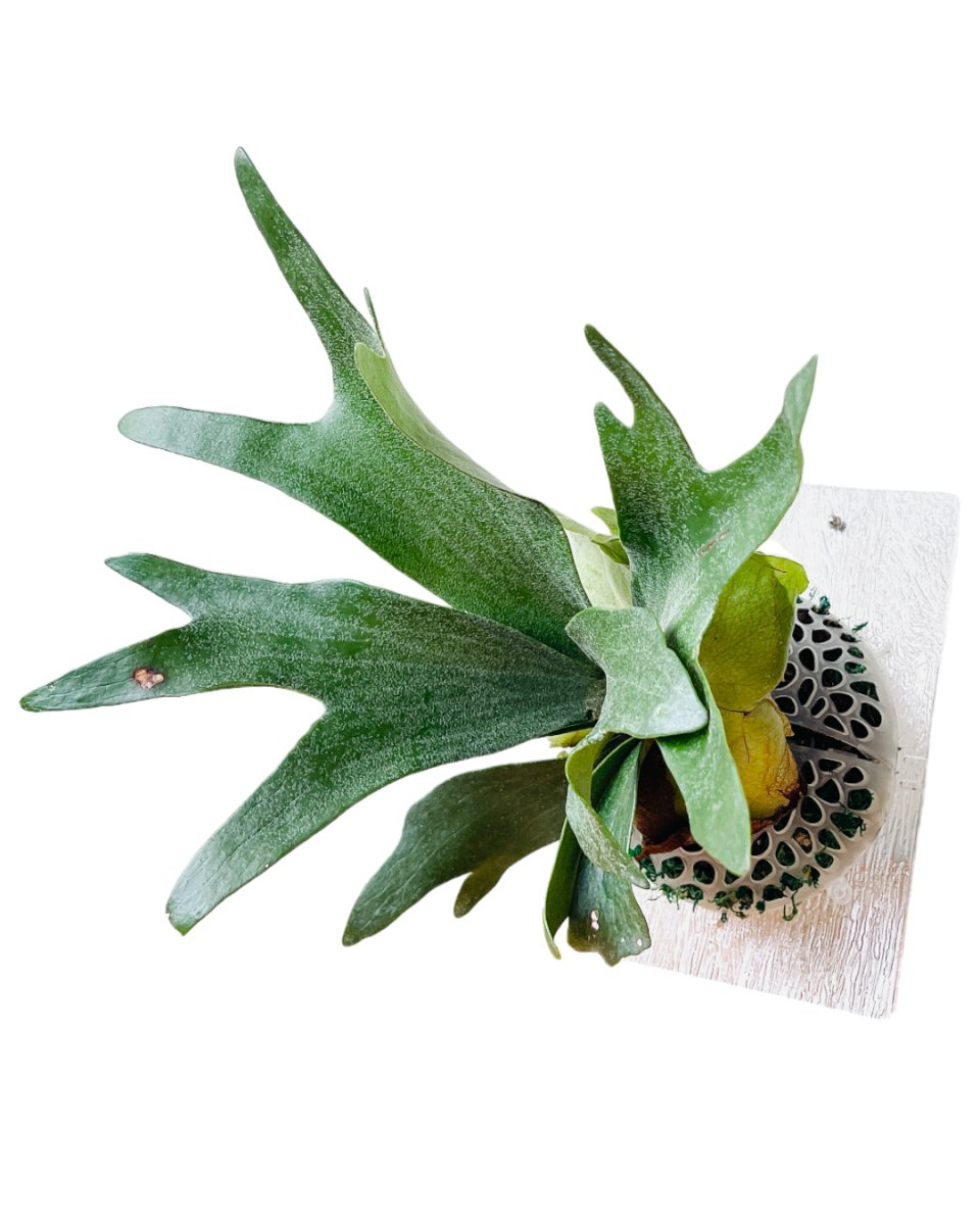 Elkhorn Fern (Platycerium Bifurcatum) - grow pot - Potted plant - Tumbleweed Plants - Online Plant Delivery Singapore