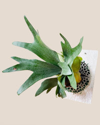 Elkhorn Fern (Platycerium Bifurcatum) - grow pot - Potted plant - Tumbleweed Plants - Online Plant Delivery Singapore