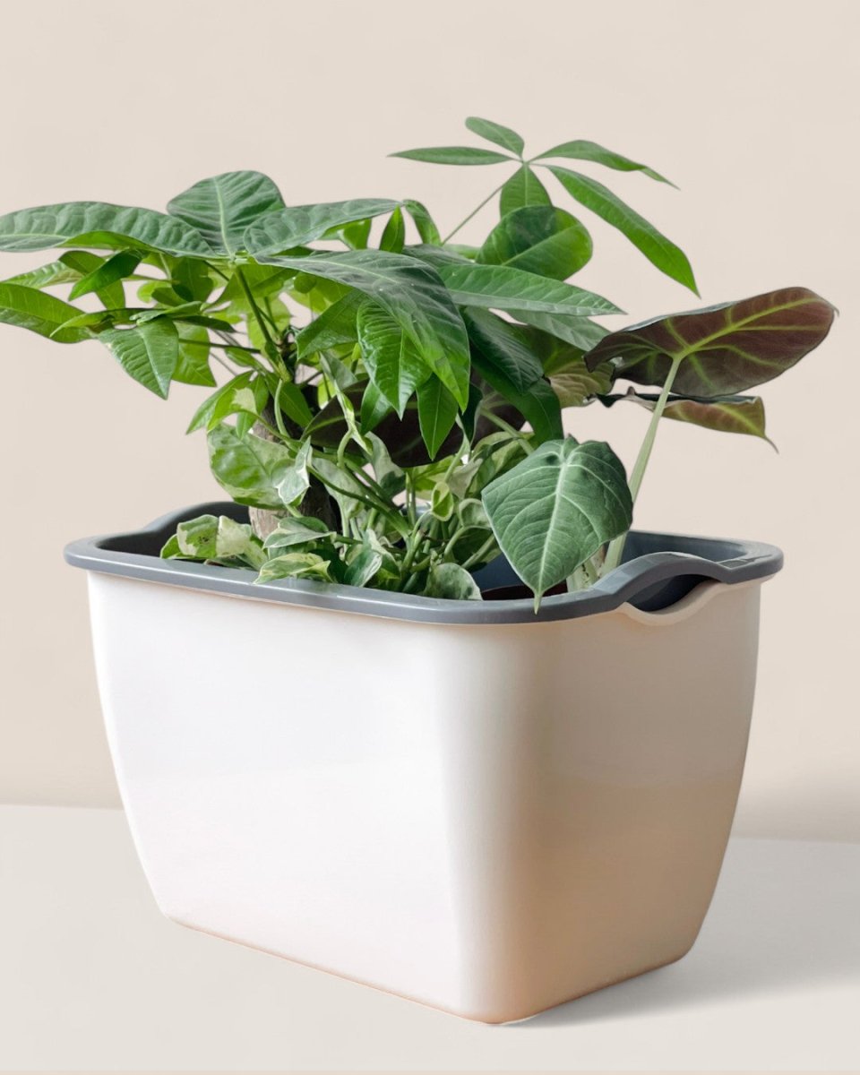 Buy Ella Self Watering Planter