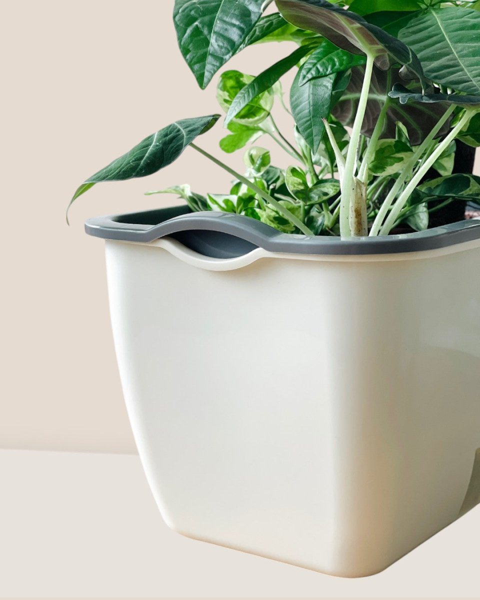 Buy Ella Self Watering Planter