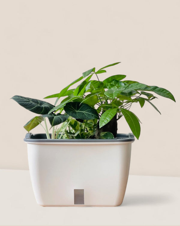 Ella Self Watering Planter - Pots - POTT - ELLA - SLF - 6525 - Tumbleweed Plants - Online Plant Delivery Singapore