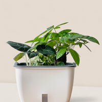 Ella Self Watering Planter