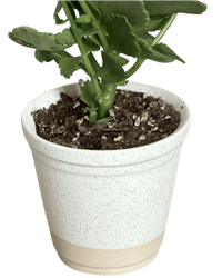 Elm Pot - Planter - 5950534263565 - Tumbleweed Plants - Online Plant Delivery Singapore