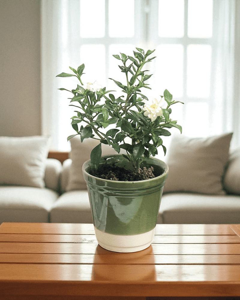 Elm Pot - Planter - 5950534263565 - Tumbleweed Plants - Online Plant Delivery Singapore