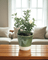 Elm Pot