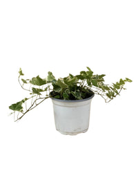 English Ivy - grow pot - Potted plant - Tumbleweed Plants - Online Plant Delivery Singapore