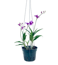 Epidendrum Orchid - Potted plant - Tumbleweed Plants - Online Plant Delivery Singapore