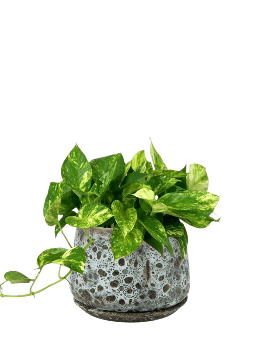 Epipremnum Aureum - Golden Pothos (Variegated) - Potted plant - GIFT - EPIP - BRW - 3736 - Tumbleweed Plants - Online Plant Delivery Singapore