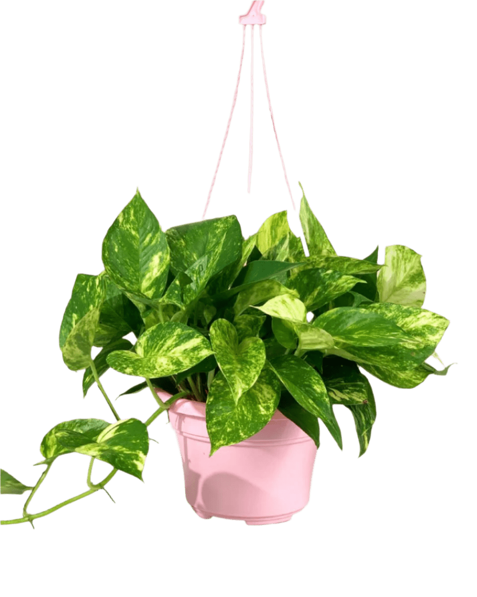 Epipremnum Aureum - Golden Pothos (Variegated) - Potted plant - GIFT - EPIP - HNG - 3737 - Tumbleweed Plants - Online Plant Delivery Singapore