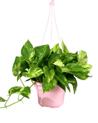 Epipremnum Aureum - Golden Pothos (Variegated) - Potted plant - GIFT - EPIP - HNG - 3737 - Tumbleweed Plants - Online Plant Delivery Singapore