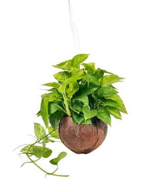 Epipremnum Aureum - Golden Pothos (Variegated) in Coco Husk - Coco Husk - Potted plant - Tumbleweed Plants - Online Plant Delivery Singapore