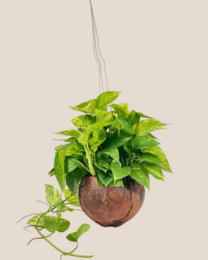 Epipremnum Aureum - Golden Pothos (Variegated) in Coco Husk - Coco Husk - Potted plant - Tumbleweed Plants - Online Plant Delivery Singapore