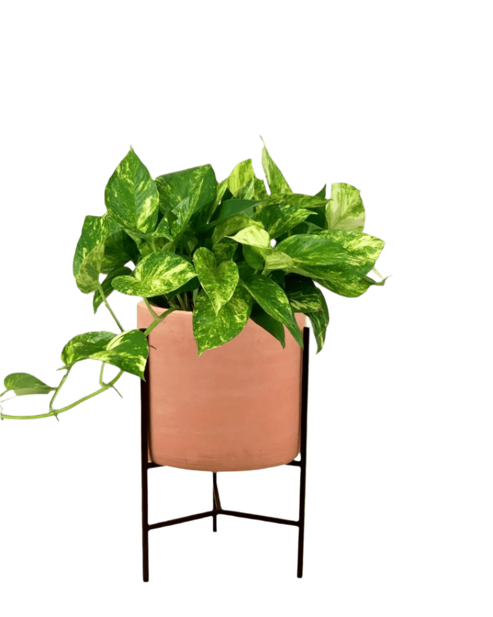 Epipremnum Aureum - Golden Pothos (Variegated) - Potted plant - GIFT - EPIP - SDN - 3735 - Tumbleweed Plants - Online Plant Delivery Singapore