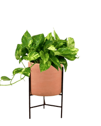 Epipremnum Aureum - Golden Pothos (Variegated) - Potted plant - GIFT - EPIP - SDN - 3735 - Tumbleweed Plants - Online Plant Delivery Singapore