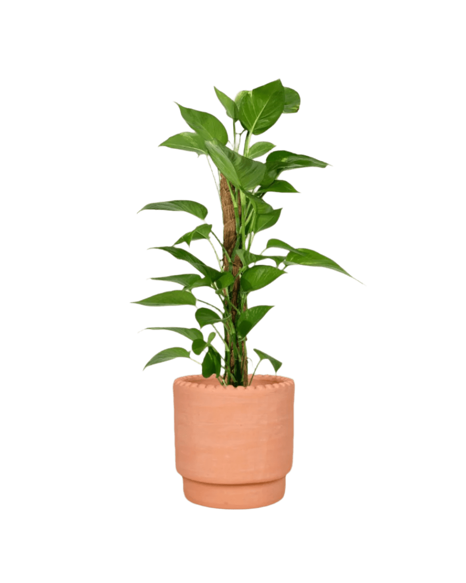 Epipremnum Aureum - Money Plant (Variegated) - Potted plant - GIFT - EPIP - DTT - 3785 - Tumbleweed Plants - Online Plant Delivery Singapore