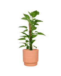 Epipremnum Aureum - Money Plant (Variegated) - Potted plant - GIFT - EPIP - DTT - 3785 - Tumbleweed Plants - Online Plant Delivery Singapore