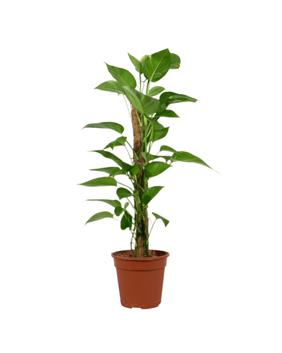 Epipremnum Aureum - Money Plant (Variegated) - Potted plant - GIFT - EPIP - GRW - 3787 - Tumbleweed Plants - Online Plant Delivery Singapore