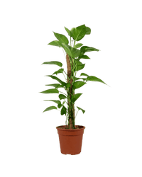 Epipremnum Aureum - Money Plant (Variegated) - Potted plant - GIFT - EPIP - GRW - 3787 - Tumbleweed Plants - Online Plant Delivery Singapore