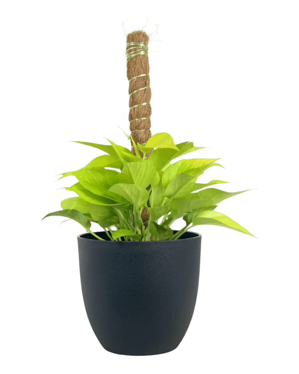 Epipremnum Aureum Neon Plant (0.3m) - Potted plant - POTT - EPIP - GRW - 5748 - Tumbleweed Plants - Online Plant Delivery Singapore