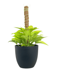 Epipremnum Aureum Neon Plant (0.3m) - Potted plant - POTT - EPIP - GRW - 5748 - Tumbleweed Plants - Online Plant Delivery Singapore