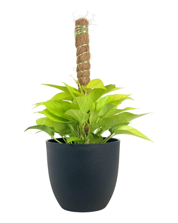 Epipremnum Aureum Neon Plant (0.3m) - grow pot - Potted plant - Tumbleweed Plants - Online Plant Delivery Singapore