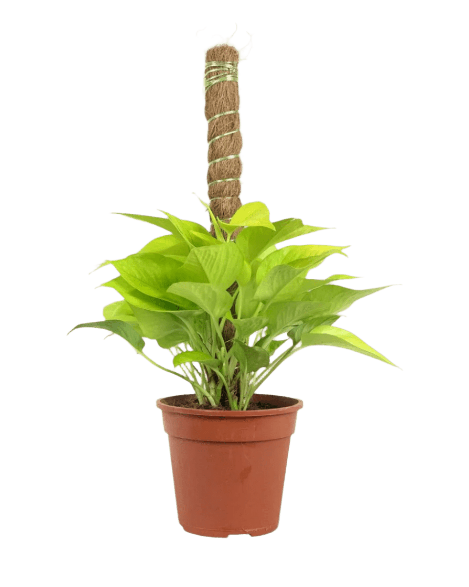 Epipremnum Aureum Neon Plant (0.3m) - Potted plant - POTT - EPIP - GRW - 5748 - Tumbleweed Plants - Online Plant Delivery Singapore