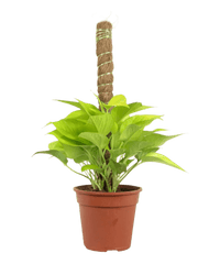 Epipremnum Aureum Neon Plant (0.3m) - Potted plant - POTT - EPIP - GRW - 5748 - Tumbleweed Plants - Online Plant Delivery Singapore