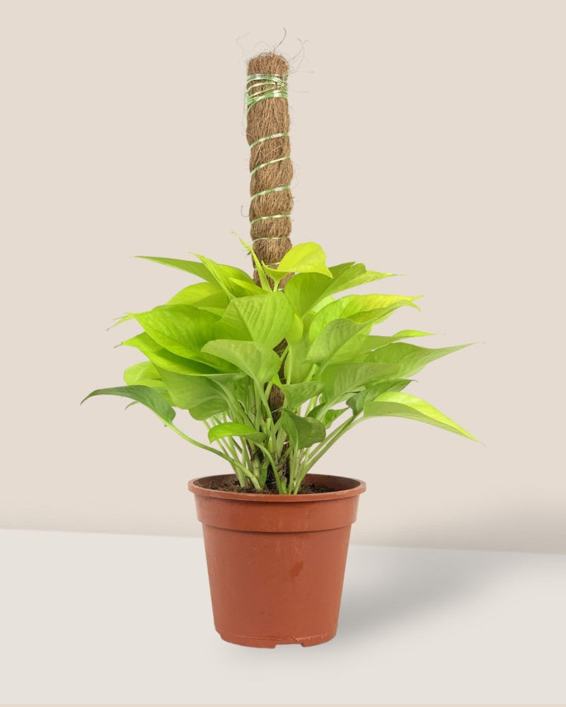 Epipremnum Aureum Neon Plant (0.3m) - grow pot - Potted plant - Tumbleweed Plants - Online Plant Delivery Singapore