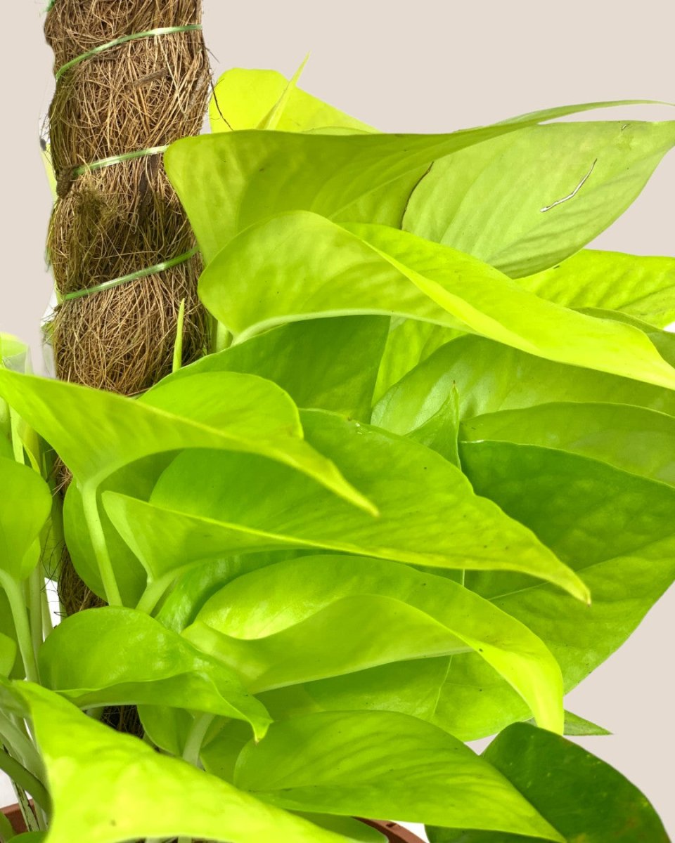 Epipremnum Aureum Neon Plant (0.3m) - grow pot - Potted plant - Tumbleweed Plants - Online Plant Delivery Singapore